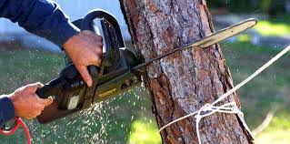 Best Tree Risk Assessment  in Bladensburg, MD