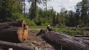 Best Arborist Consultation Services  in Bladensburg, MD