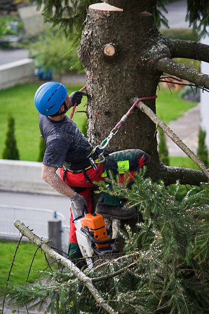Best Hedge Trimming  in Bladensburg, MD