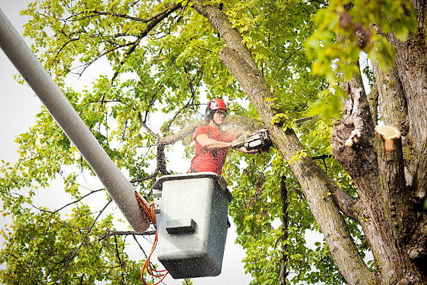 Best Aeration Services  in Bladensburg, MD