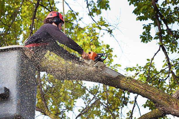 How Our Tree Care Process Works  in  Bladensburg, MD
