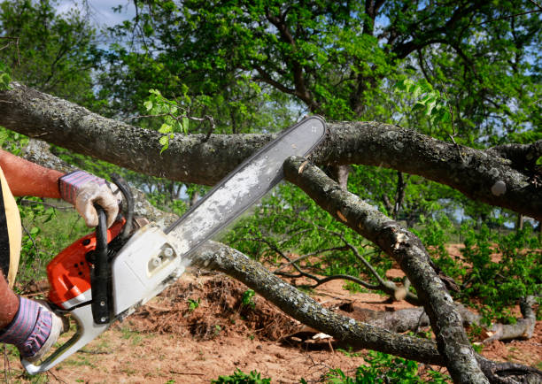 Best Lot and Land Clearing  in Bladensburg, MD